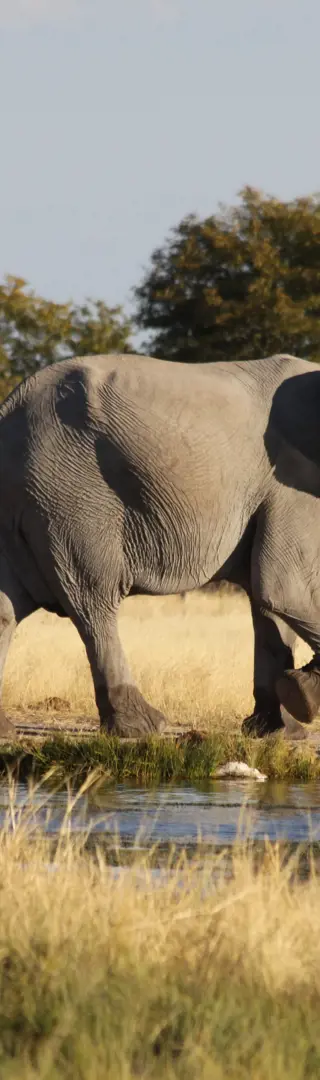 Elefanten im Etosha Park